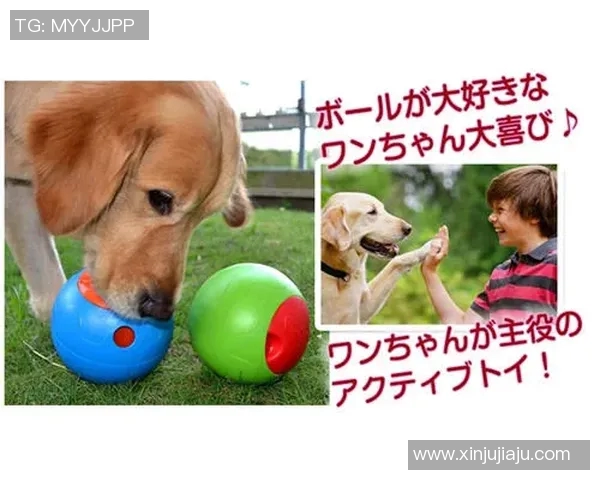 狗狗小足球的快乐时光：与宠物共享的趣味运动体验与互动乐趣